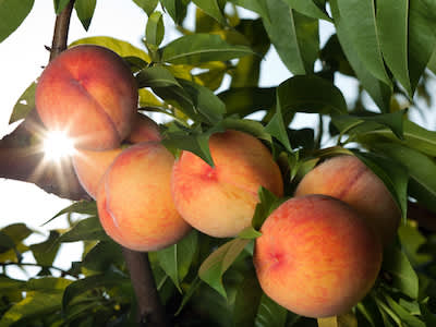 桃子在树上成熟。