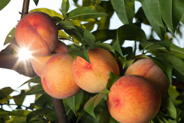 桃子在树上成熟。