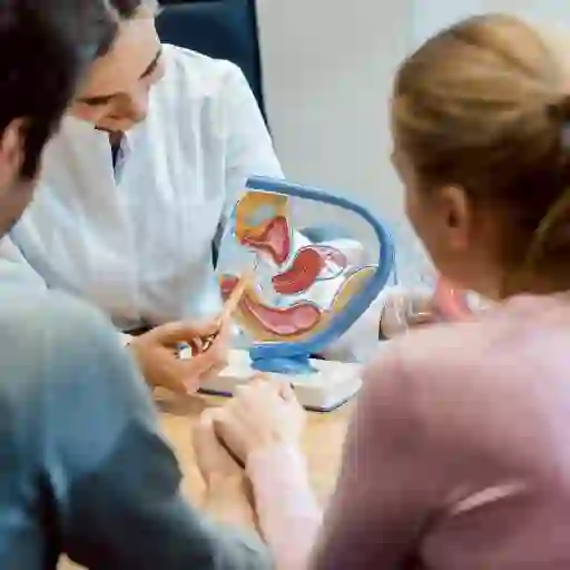 生育医生向一对夫妇展示了女性生殖系统的模型