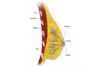 Breast Anatomy illustration