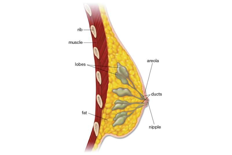 乳房解剖学插图