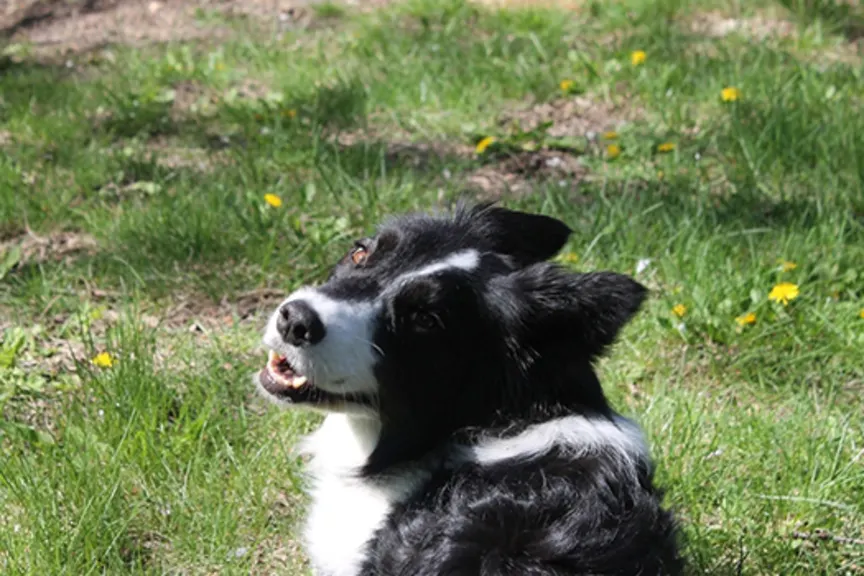 Izzy by Sophia Kramer image