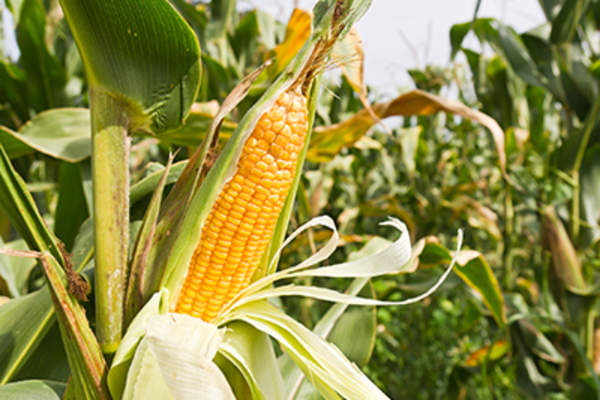 玉米棒在田野中央。