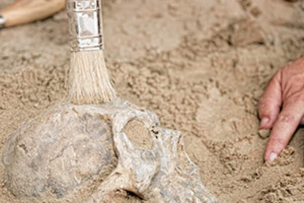 考古发现的骨架。