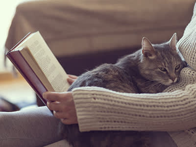 女人正在看书，腿上放着一只猫。