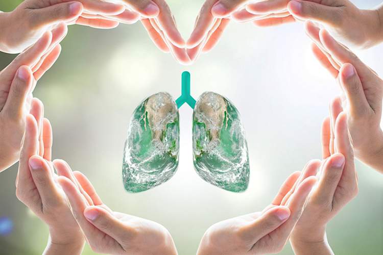 手在心绕肺模型,健康肺概念。