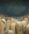 肠道微生物组