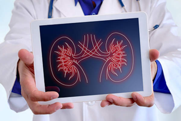 医生在药片上显示肾脏图。