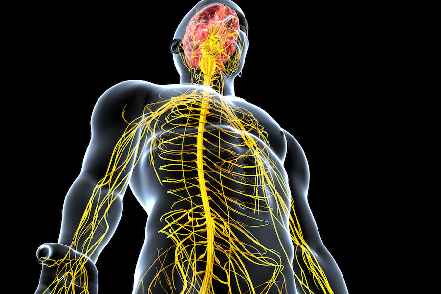 Learn What Happens to the Brain and the Body When Multiple Sclerosis ...