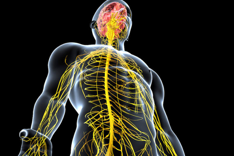Learn What Happens to the Brain and the Body When Multiple Sclerosis