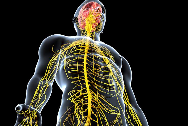 Learn What Happens to the Brain and the Body When Multiple Sclerosis