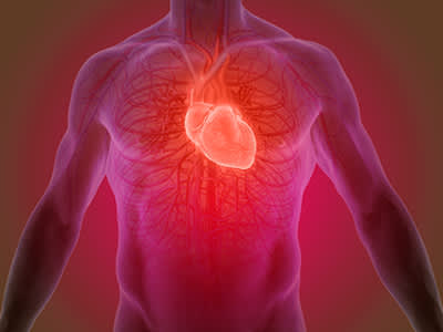 心脏和动脉的描写。