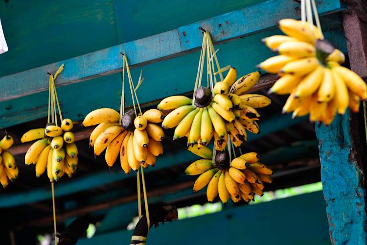 香蕉的绿松石立场蕉