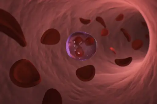 白细胞中性粒细胞和红细胞。