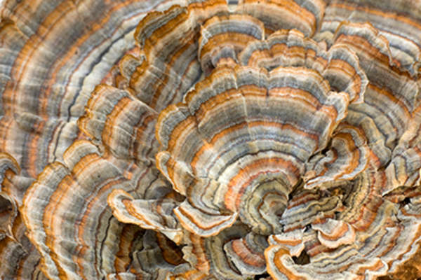 火鸡尾巴蘑菇。