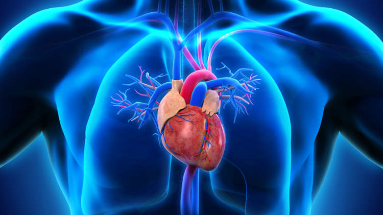 人的心脏解剖，心脏的模型。