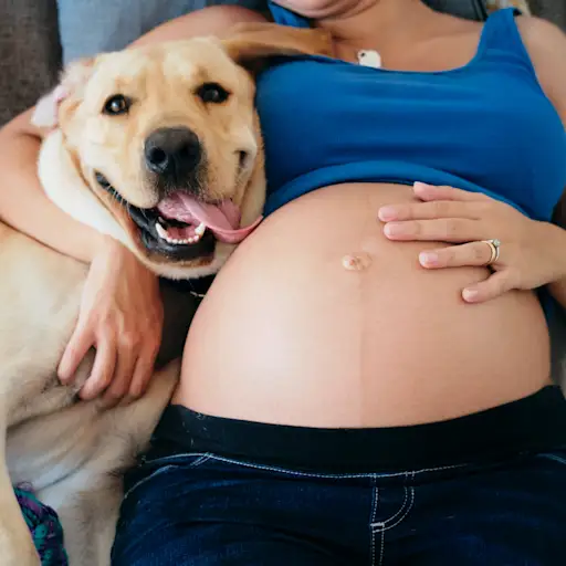 孕妇与狗