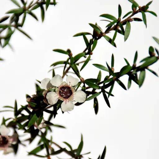 茶树