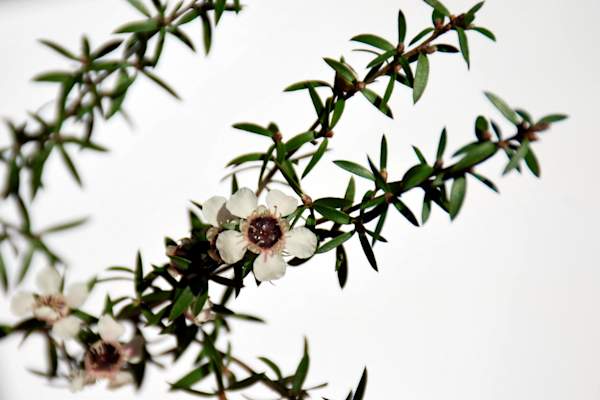 茶树