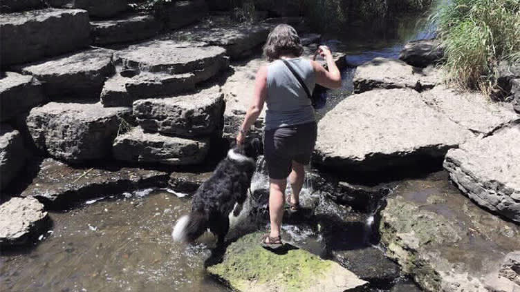 凯茜克莱默本质上散步的狗。