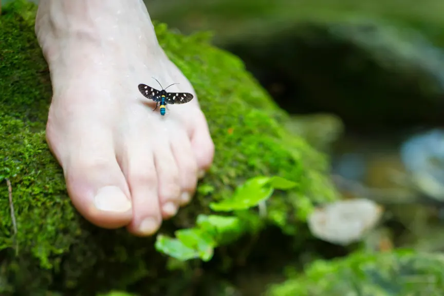 脚上有只漂亮的虫子