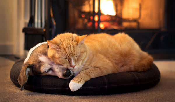 宠物睡觉靠近壁炉。