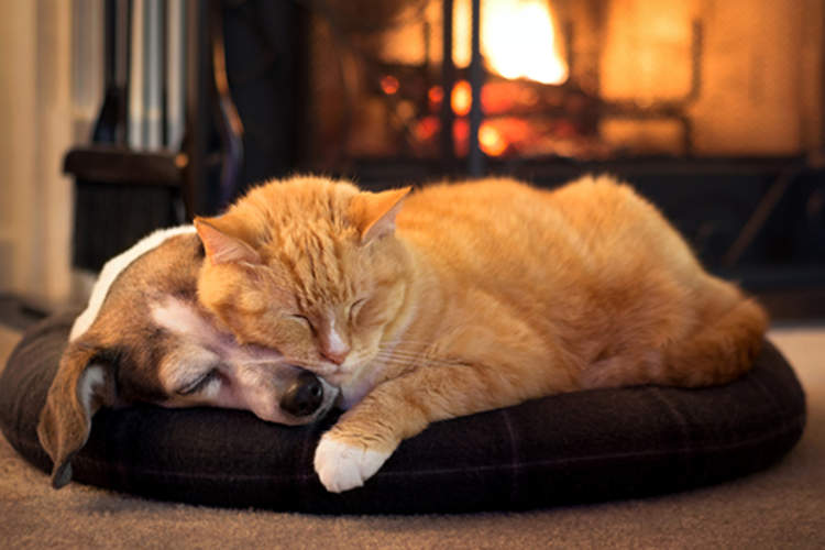 宠物睡觉靠近壁炉。