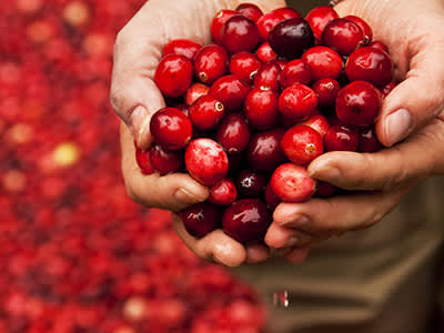 新鲜的小红莓的小股由蔓越莓沼泽工人