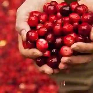 Handful of Fresh Cranberries held by a Cranberry Bog Worker