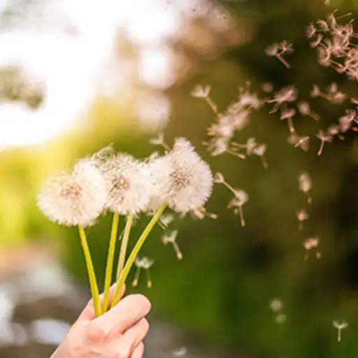 Dandelion seeds.