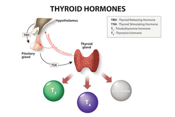 甲状腺激素图像