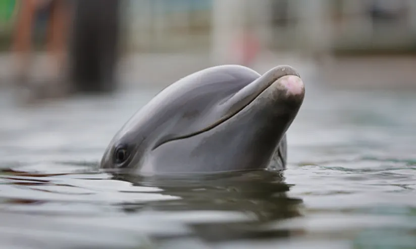 岛上海豚护理中心的一只海豚