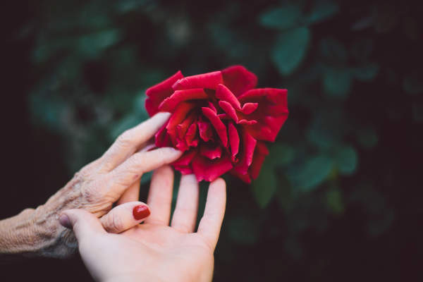 年轻的手和年长的手抚摸玫瑰