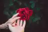 年轻的手和年长的手触摸玫瑰