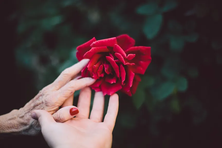 young hand and senior hand touching rose