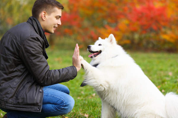 男人给他的狗击掌。