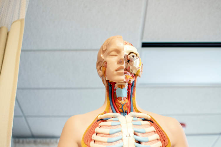 human anatomy doll with interior exposed