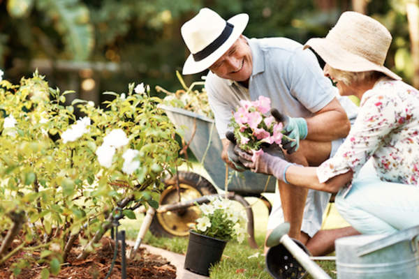 老年人园艺一起
