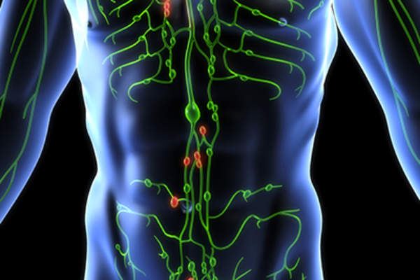 淋巴系统和淋巴结。
