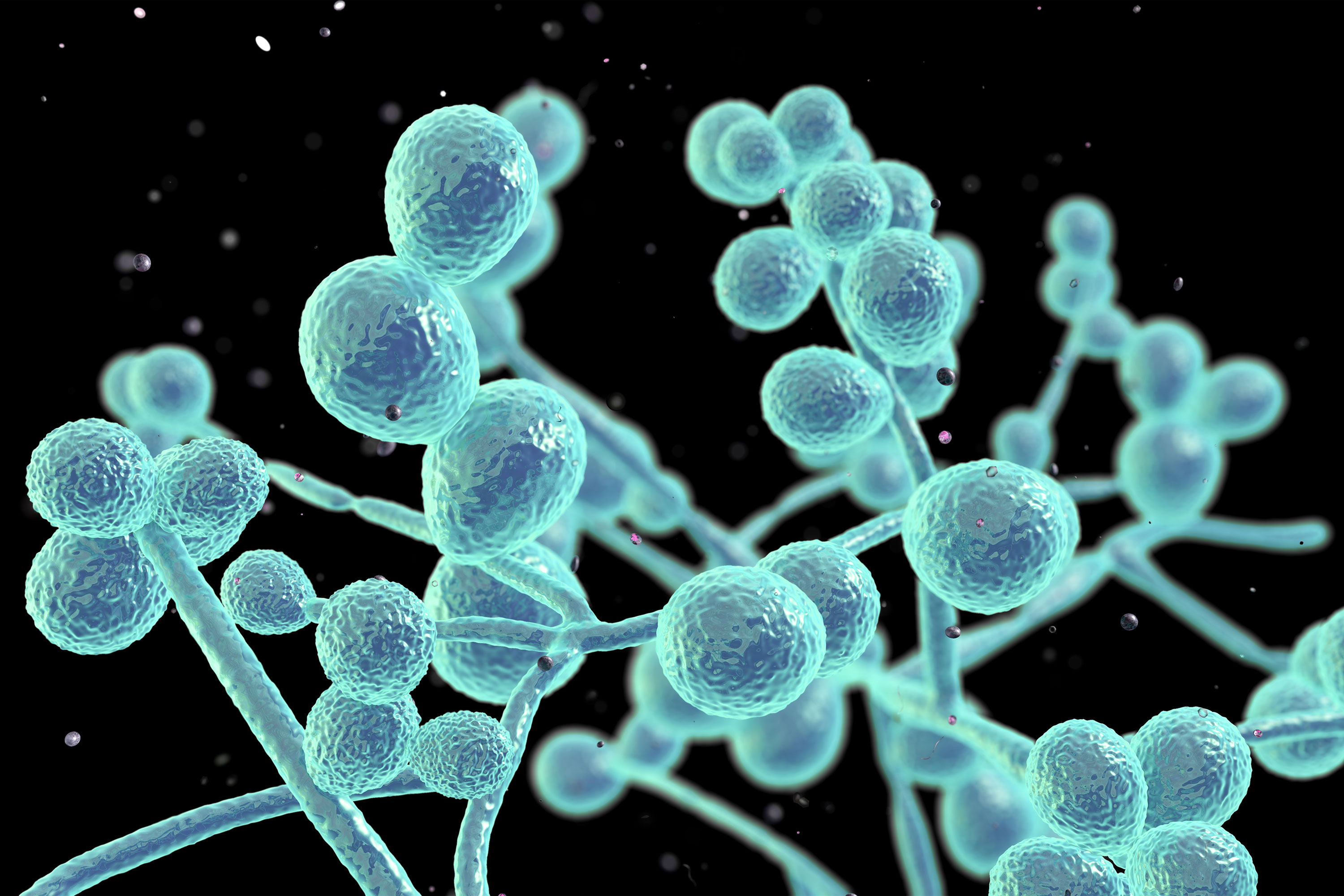 Candida Albicans: Everything You Need To Know