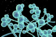 Candida Albicans Everything You Need To Know