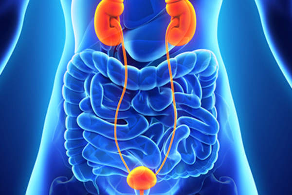 图肾脏和膀胱。