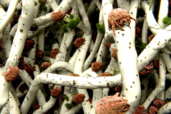 枕头纤维上有尘螨。