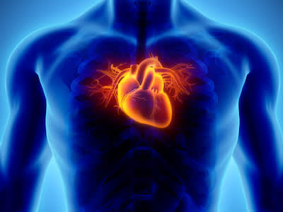 男性胸部心脏的三维重建。