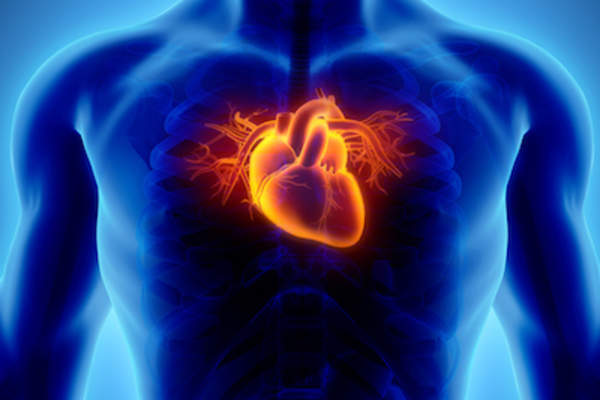 男性胸部心脏的三维重建。