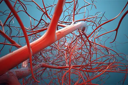 Veins and blood vessels.