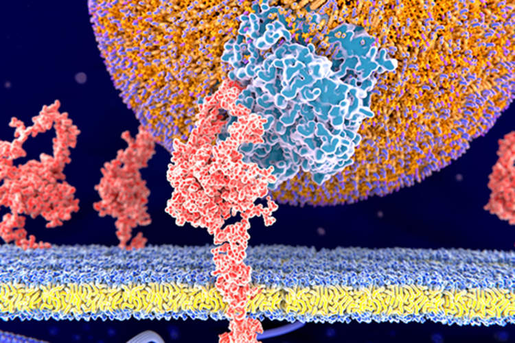 LDL胆固醇颗粒结合LDL受体。