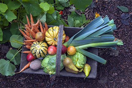 菜园里的一篮子秋收蔬菜。