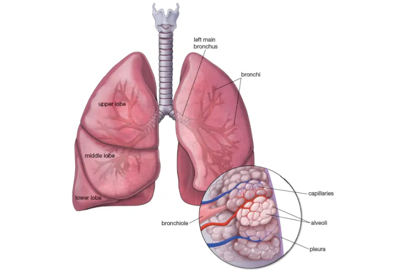 肺图