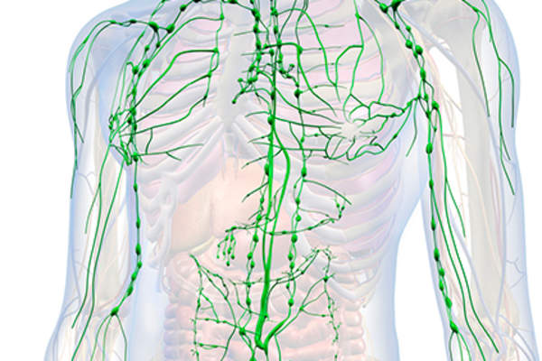 淋巴系统模型。
